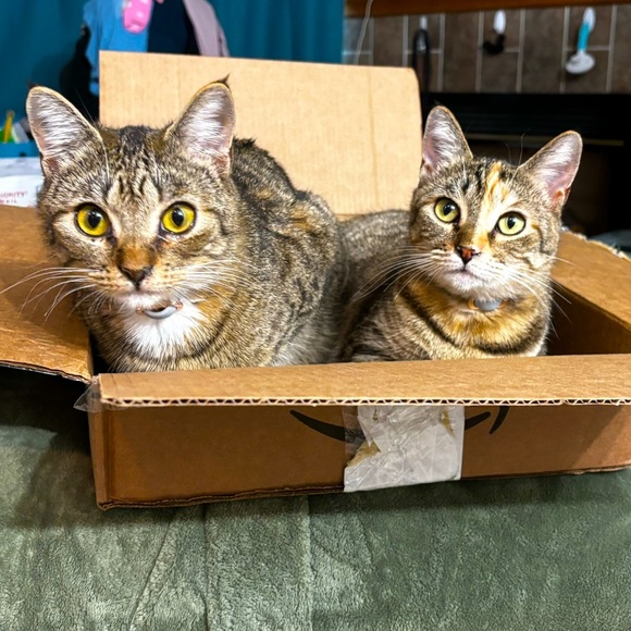 Poe & Taito (Potato) 🤎🖤 - Picture 5 of 10